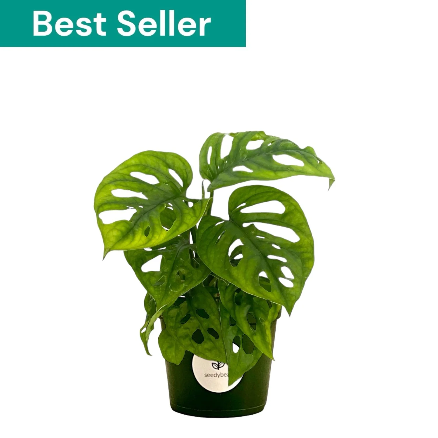 Swiss Cheese Monstera | Monstera Adansonii Plants for Sale — seedybean